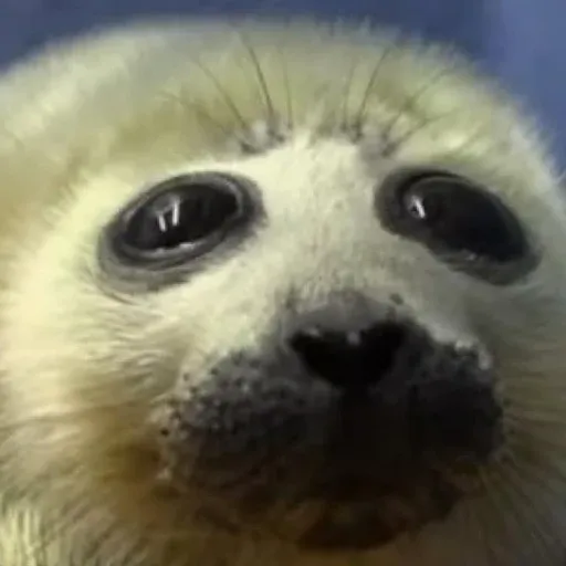 CHUDSEAL