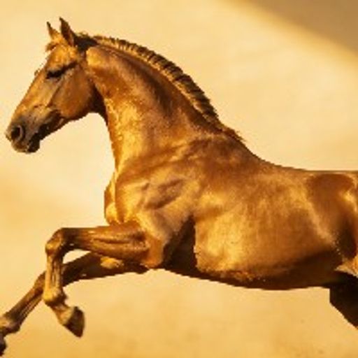 我的草原我的马