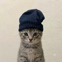 菠蘿豬