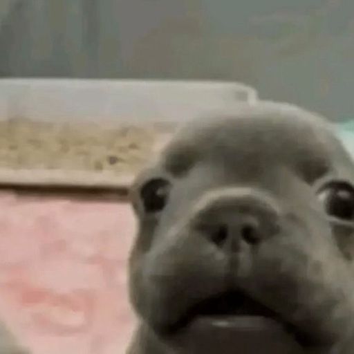 bingus