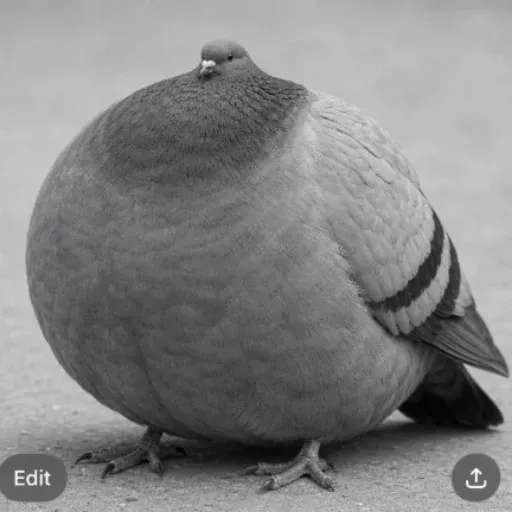 chonkgeon