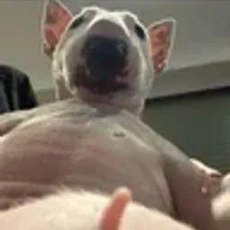 DOGWIFDICK