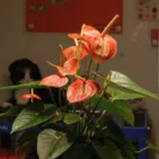 PLANTTALK