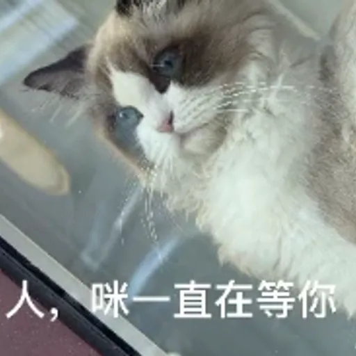 发财小猫