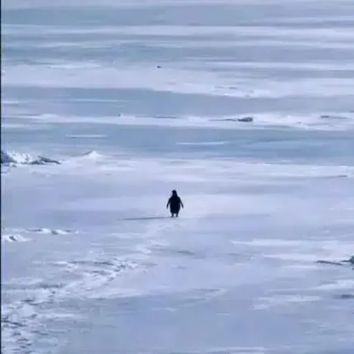 penguin