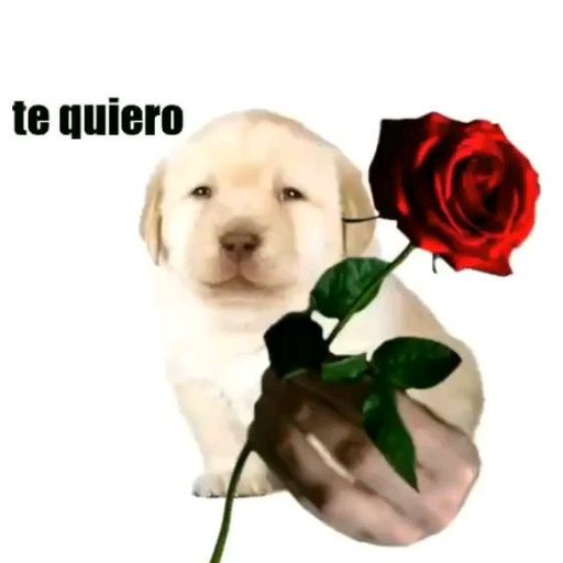 quiero