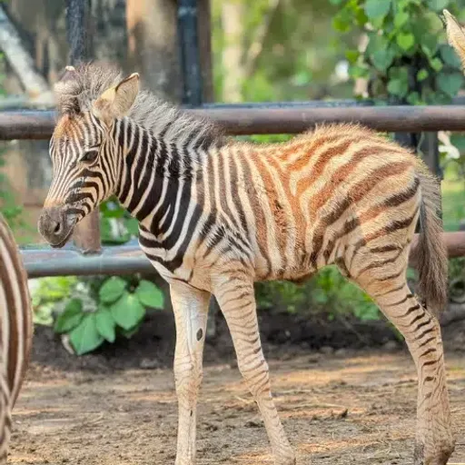 STRIPED