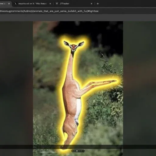 BSFUR