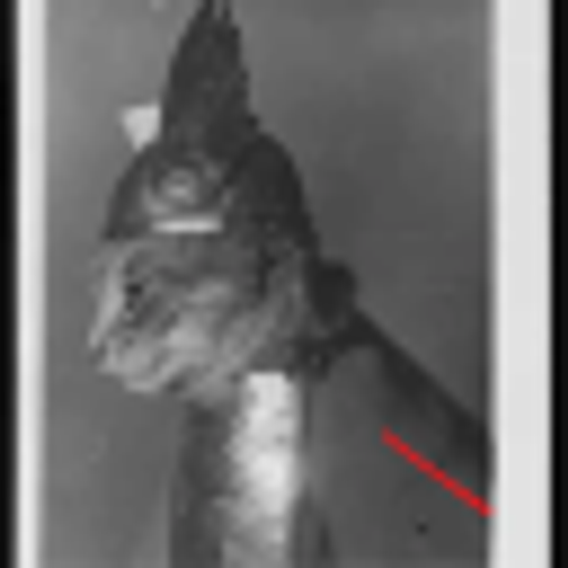 Brünnhilde