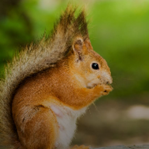松鼠🐿️