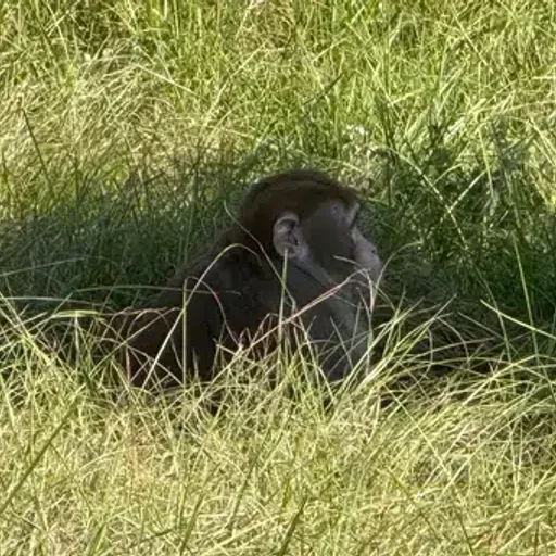 Rhesus