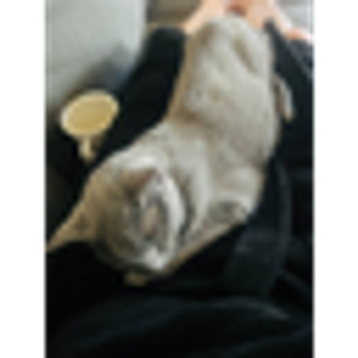 catnip