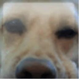 XBOXDOG