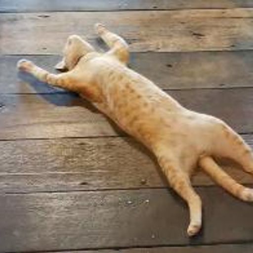 舒适猫
