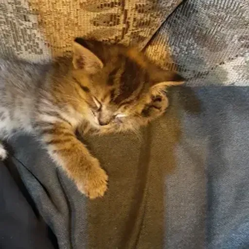 BOB