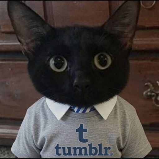 TUMBLRCAT