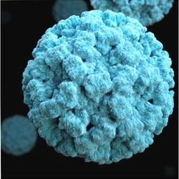 Norovirus