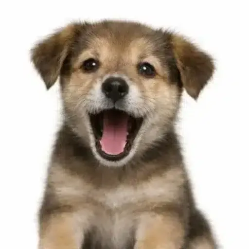 MeowingDog