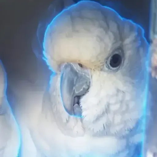 COCKATOO