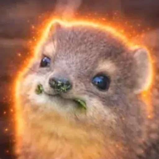 Hairakkusu