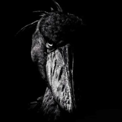 SHOEBILL