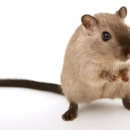 Lmouse