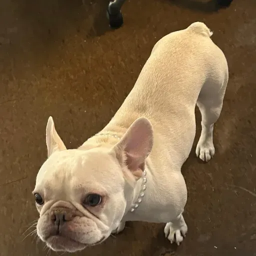 COCO