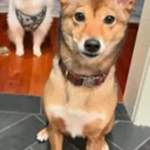SUKI