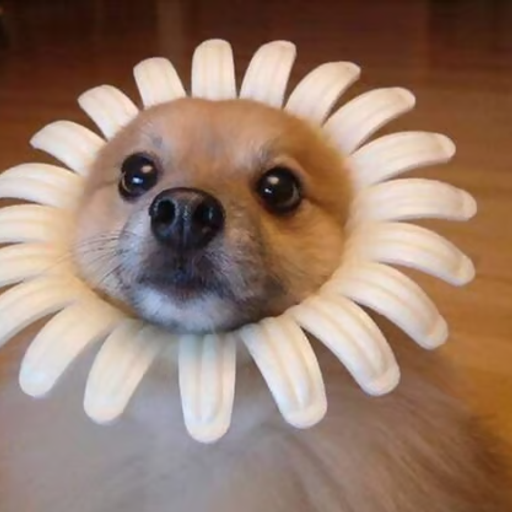 SUNDOG