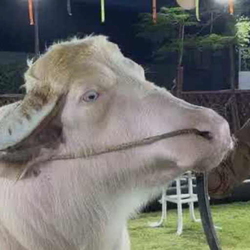mootrump