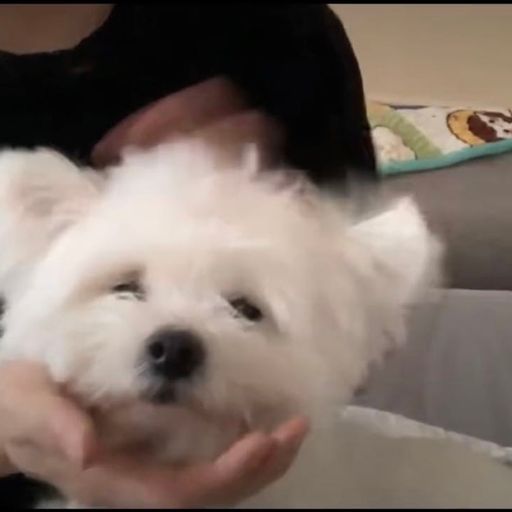 主播都是狗