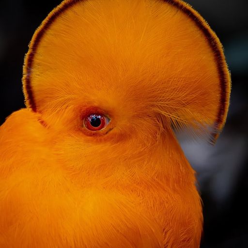 tinamou