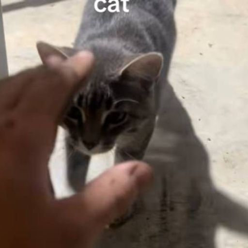 BOB