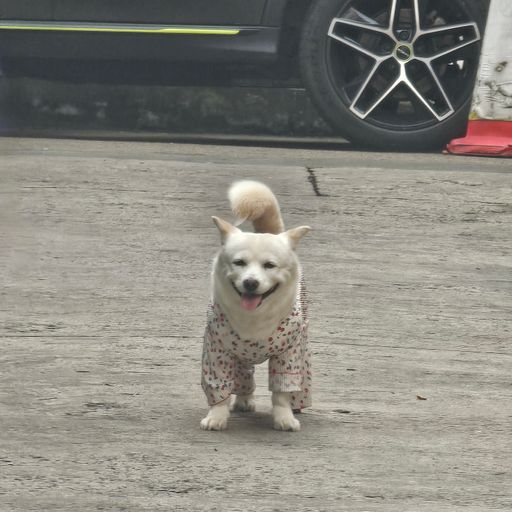 🐶🐶