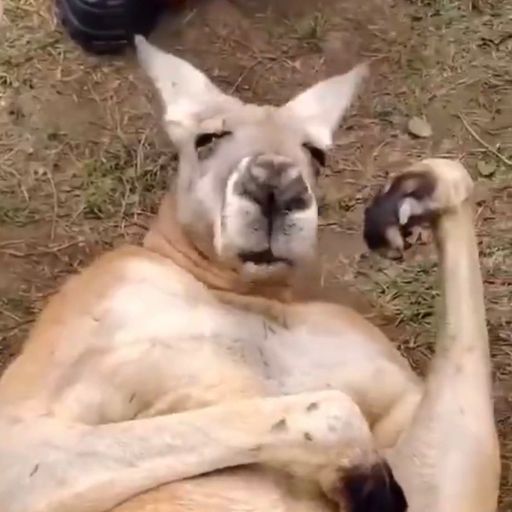 roo 