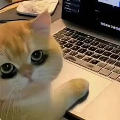 memeboxSaxon