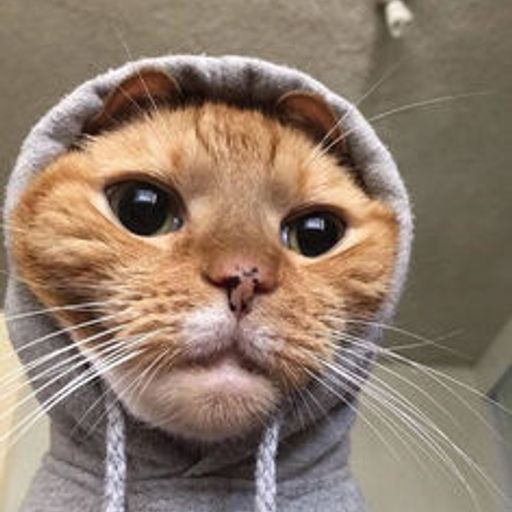 JUSTINCAT