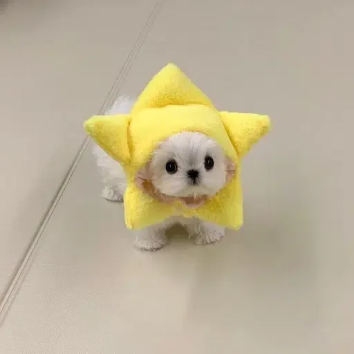 tgdog