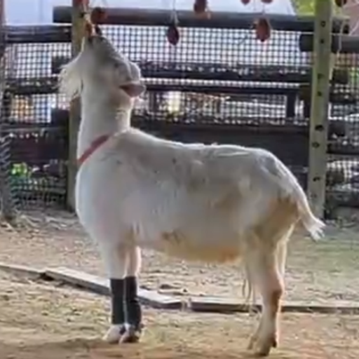 ヨウヘイ