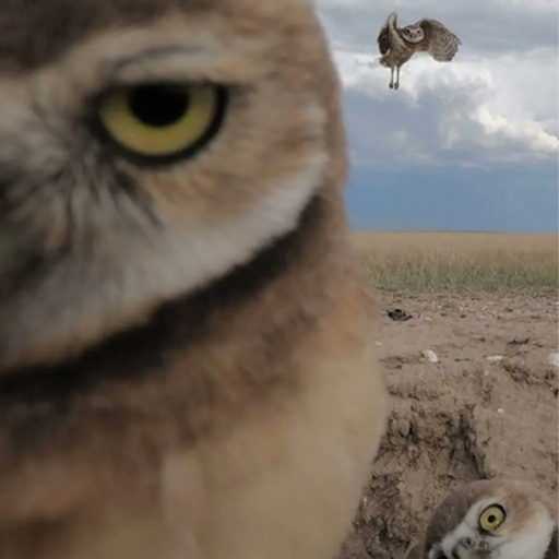 HOO