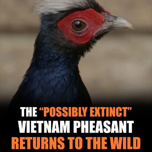 PHEASANT