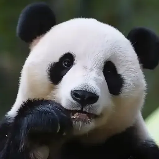 嘉禾
