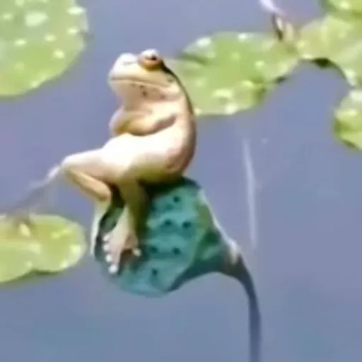 侠客蛙