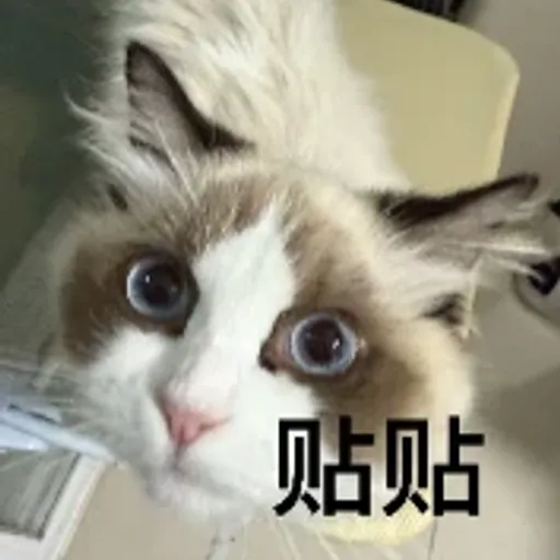 贴贴