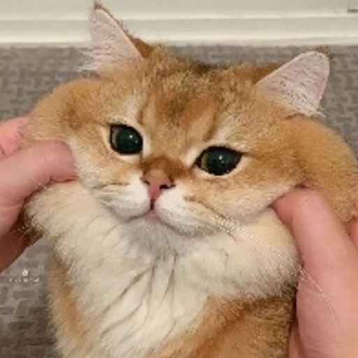 哈基米