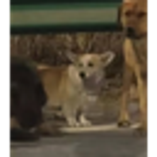 CORGI