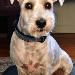 Dog wif Dog