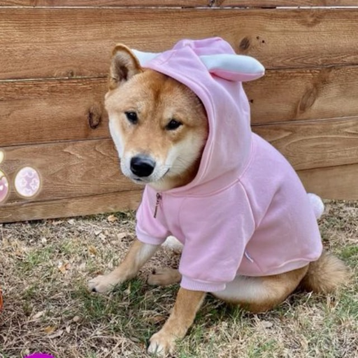 EasterDoge