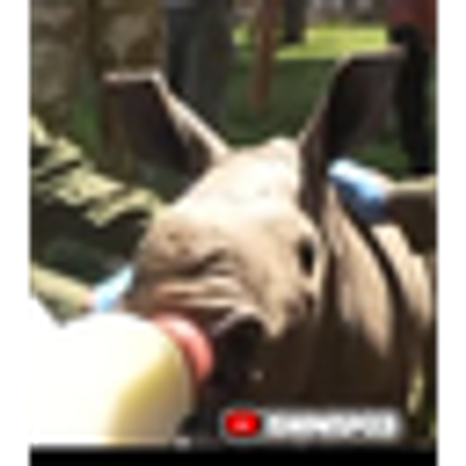 RHINALDO