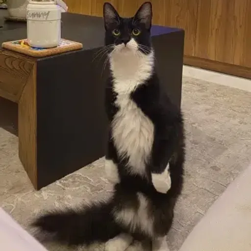 Timo